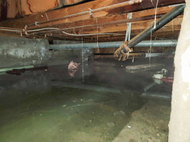 Best Water damage cleanup near me  in Fife, WA