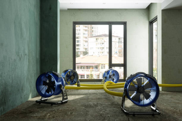 Best Local water damage restoration  in Fife, WA