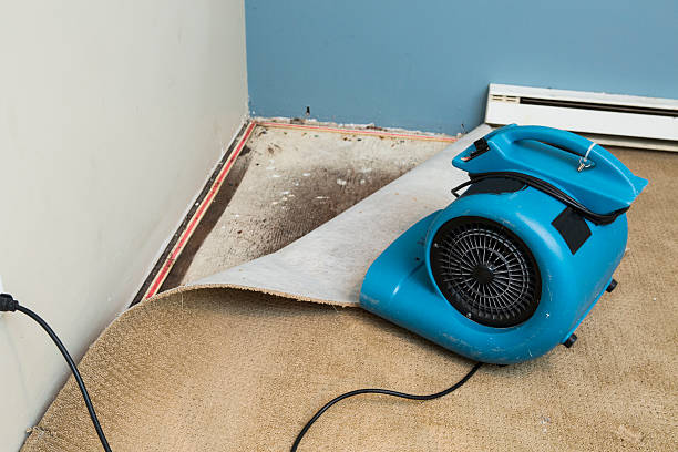 Best Water damage restoration near me  in Fife, WA